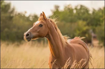 Comment peut-on conna&icirc;tre l'humeur d'un cheval ?