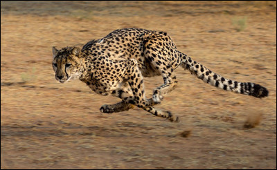 Le guépard a beaucoup d'endurance !