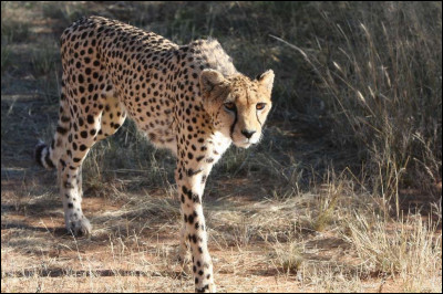 Le guépard bat facilement un lion !