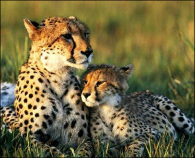 La femelle porte en général 3 à 5 bébés en même temps, certaines portées peuvent aller jusqu'à 8 bébés.