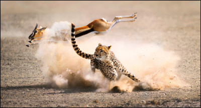L'antilope court plus vite que le guépard.