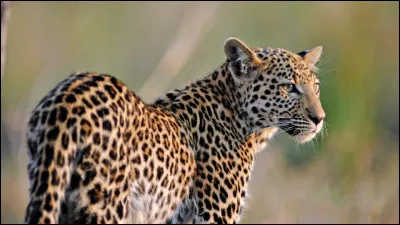 Quel est ce félin ?