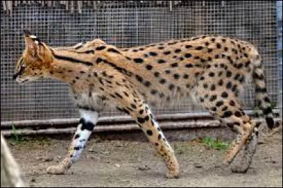 Quel est ce félin ?