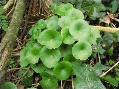 En voyant ces plantes grasses vivaces, il vous sera très simple de trouver le nom de cette planète qui orbite autour du Soleil tous les 224,7 jours terrestres !