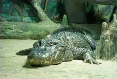 Le nom de ce célèbre alligator américain décédé au parc zoologique de Moscou, en Russie vous aidera à trouver cette planète géante gazeuse !