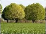 Pourquoi taille-t-on les arbres ?