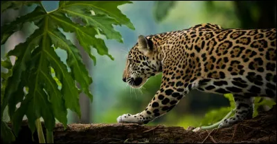 Voyez-vous un jaguar, un léopard ou un guépard, sur cette image ?