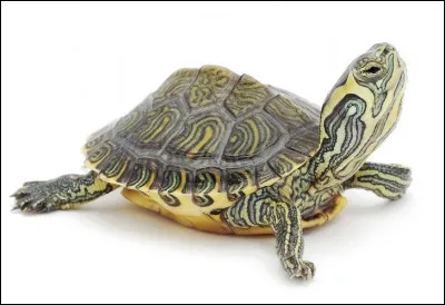 Voyez-vous une tortue marine ou terrestre ?