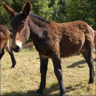 Lorsquon croise une jument et un âne, obtient-on un mulet ou un bardot ?