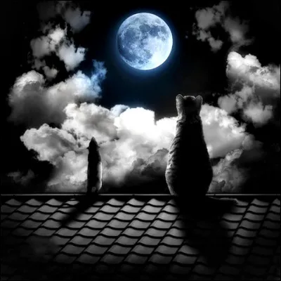 Qui a repris la chanson de Bill Monroe "Blue Moon of Kentucky ? (Lune bleue du Kentucky)