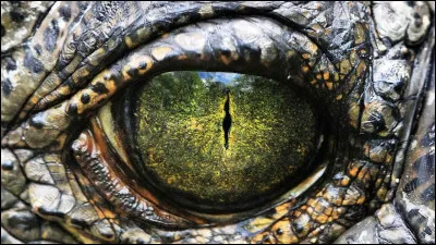 Quelle famille préfères-tu ?