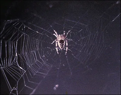 Quel type d'animaux fut envoyé dans les années 70 ?