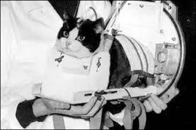 Quel pays avait envoyé un premier chat (ou plutôt la première chatte) dans lespace en 1961 ?