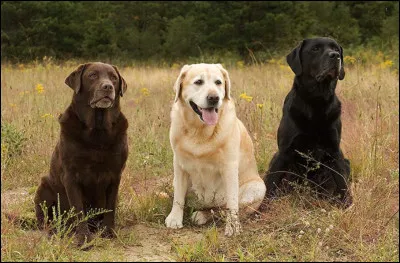 Quelle est cette race de chien ?