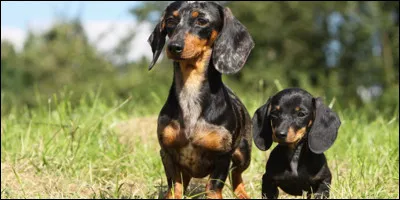 Quelle est cette race de chien ?