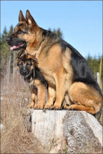 Quelle est cette race de chien ?