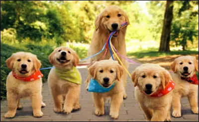 Lavant-dernier est un :