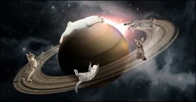 Quel a été le premier animal vivant à réaliser une orbite dans l'espace ?