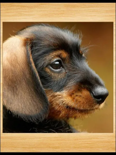 À qui appartient ce chien ?