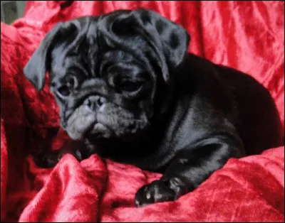 À qui appartient ce chien ?