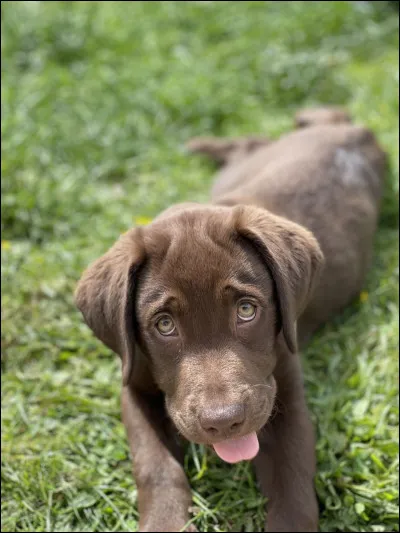 À qui appartient ce chien ?