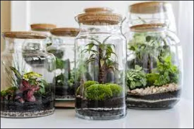 Regardez mon terrarium, il vous plaît ?