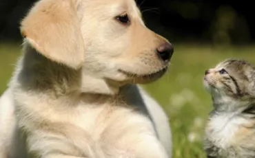 Quiz Races de chiens