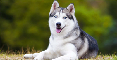 Quelle est cette race de chien nordique, aux magnifiques yeux bleus et principalement utilisé comme "chien de traîneaux"