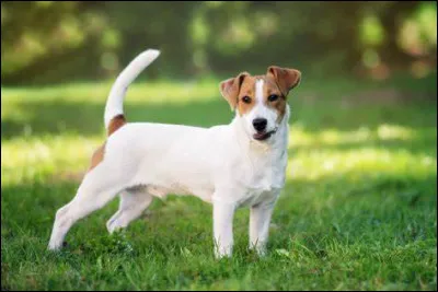 De petite taille, de couleur noire, rouge ou blanche, il peut être bicolore ou tricolore. Il peut vivre en appartement mais a des difficultés à rester seul toute une journée. Plus habitué à s'échapper que le chien précédent. Il a une bonne santé, est intelligent, et très énergique ! Cette race de chien est :