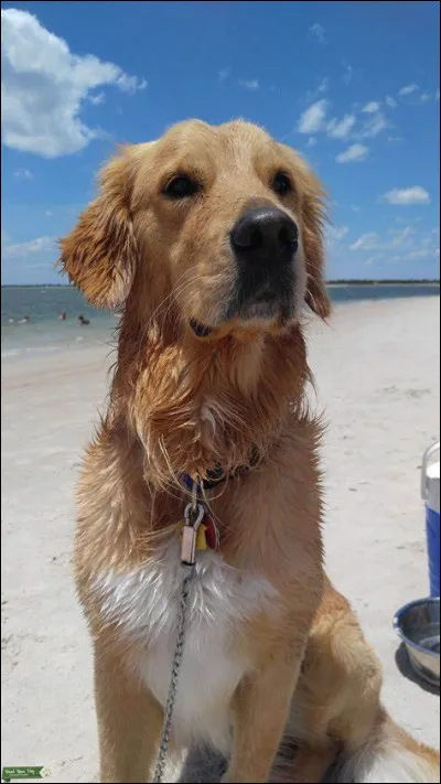 Passons maintenant à un chien très facile à éduquer, idéal comme premier chien, ce chien de taille moyenne à poils longs est très intelligent, adapté aux enfants et ne mord presque pas. Il doit être brossé très régulièrement. C'est le :