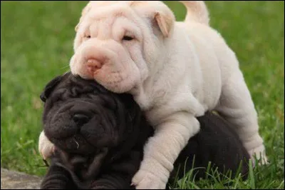 D'origine chinoise, ce chien à poils courts a beaucoup tendance à mordre ! Il a une très bonne capacité de chien de garde, il doit être régulièrement brossé. Ce chien ne s'entend pas vraiment avec les chats, pas très énergique et n'a pas très besoin de jouer, c'est le :