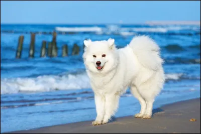 Ce chien, très adapté aux enfants, a beaucoup d'énergie ! Ce chien assez intelligent, a une bonne santé, ne peut pas vraiment rester seul toute une journée, servait de chien de chasse, de traîneau, ainsi que de chien de garde. Cette race de chien est le :