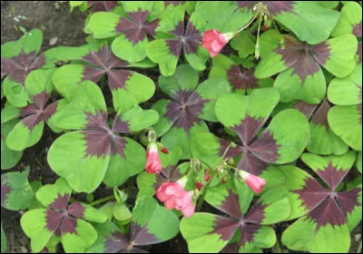 Quel est le nom du faux tr&egrave;fle &agrave; quatre feuilles, une plante vivace et ornementale du Mexique ?