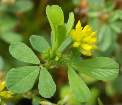 Quel est ce type de tr&egrave;fle, une mauvaise herbe qui envahit les jardins ?