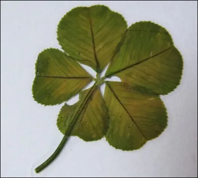 Que signifie le tr&egrave;fle &agrave; cinq feuilles ?