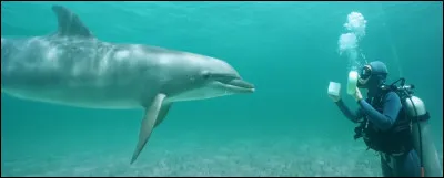 Comment se nomme ce dauphin qu'Alyssa entra&icirc;ne ?