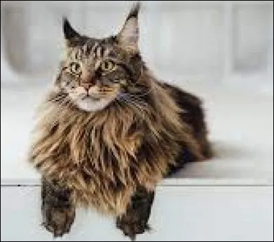 Fiche suspect n°2 : 
Nom : Magic
Âge : 4 ans
Pelage : Brun
Particularité : Il a des griffes énormes
Quelle est la couleur de son pelage ?