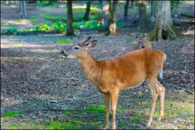 Un fameux bail, c'est l'...