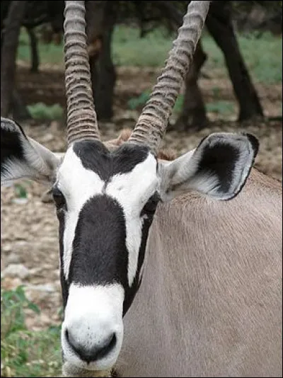 Amène des marrons et des bleus, c'est la...