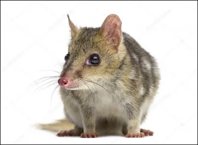 Quel est ce petit marsupial carnassier qui se nourrit de fruits et de petits vert&eacute;br&eacute;s ?