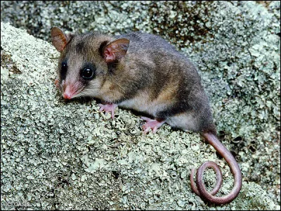 Quel est ce petit mammif&egrave;re nocturne de la taille d'une souris qui vit en milieu montagnard ?