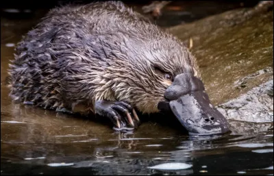 Quel ce mammif&egrave;re semi-aquatique &agrave; bec de canard, &agrave; queue de castor, &agrave; pattes de loutre et qui pond des oeufs ?