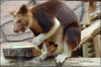Quel ce marsupial , une esp&egrave;ce de kangourou qui vit dans les arbres ?