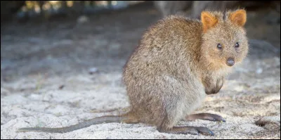 Quel est ce petit marsupial herbivore trapu &agrave; poil grossier avec des oreilles rondes, une t&ecirc;te courte et large ?