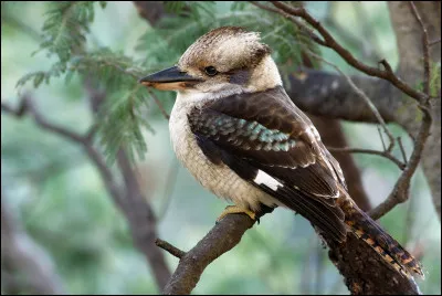Quel est ce martin-p&ecirc;cheur g&eacute;ant qui a un chant proche du rire , oiseau mythique de la culture aborig&egrave;ne ?