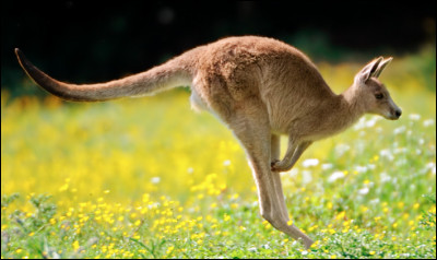 Quel est ce marsupial bondissant, animal emblématique de l'Australie ?