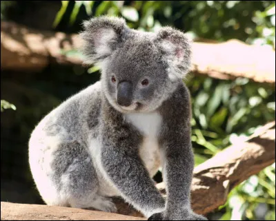 Quel ce marsupial arboricole trapu, li&eacute; &agrave; l'eucalyptus, symbole de l'Australie ?