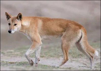 Quel est ce canid&eacute; sauvage qui n'aboie pas, un chien rapide et endurant ?