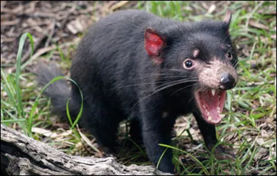Quel est ce marsupial carnivore de la taille d'un chien &agrave; fourrure noire, ne vivant qu'en Tasmanie ?