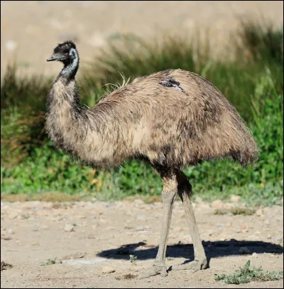 Quel est ce grand oiseau incapable de voler, au corps massif port&eacute; par deux puissante pattes ?